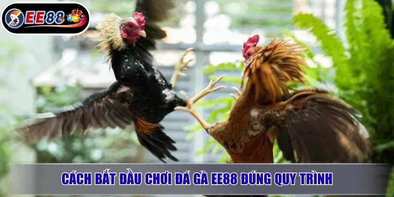 Cách bắt đầu chơi đá gà EE88 đúng quy trình