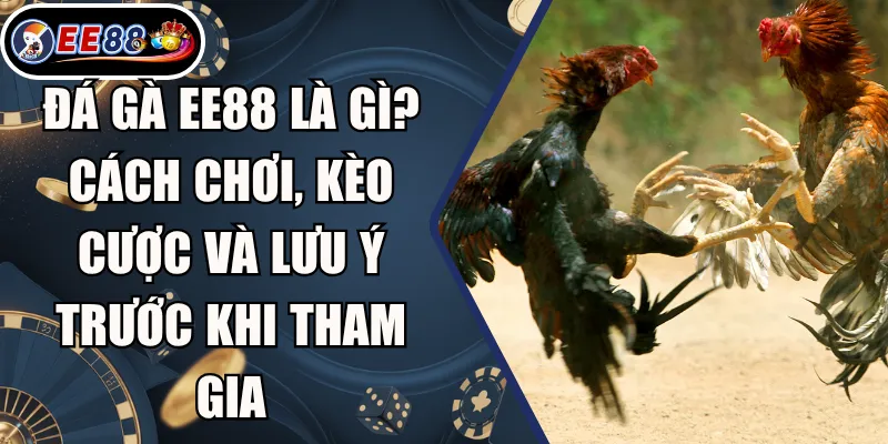 Đá Gà EE88 Là Gì? Cách Chơi, Kèo Cược Và Lưu Ý Trước Khi Tham Gia