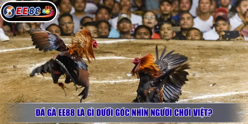 Đá gà EE88 là gì dưới góc nhìn người chơi Việt?